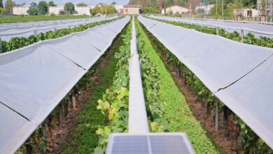 Un système Viti-Tunnel pour protéger les vignes.