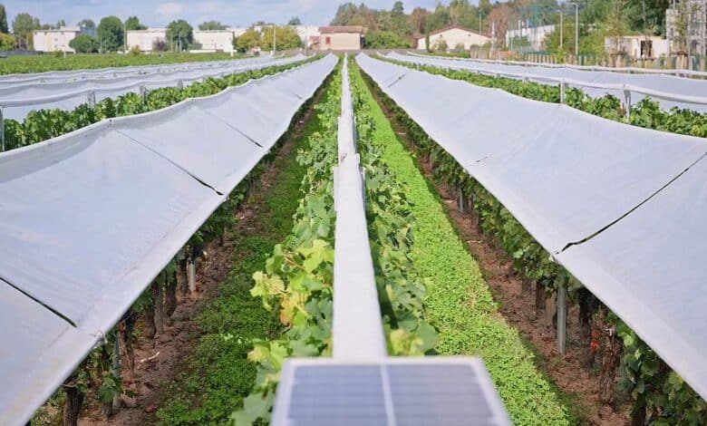 Un système Viti-Tunnel pour protéger les vignes.