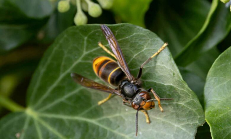 Un frelon asiatique sur une feuille.