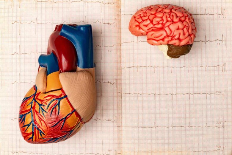 Un cœur et un cerveau sur des graphiques d'électroencéphalogramme.