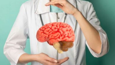 Un scientifique et une maquette de cerveau.
