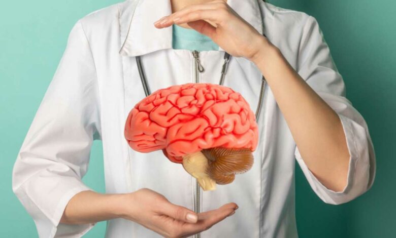 Un scientifique et une maquette de cerveau.