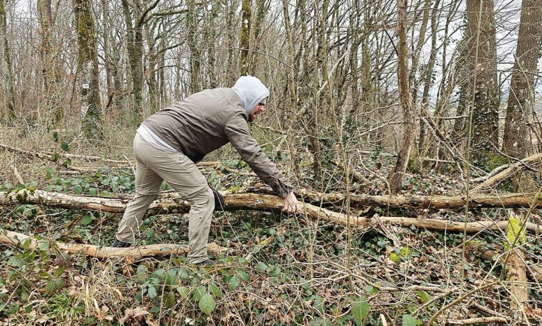 Ramassage de bois en forêt par un particulier.