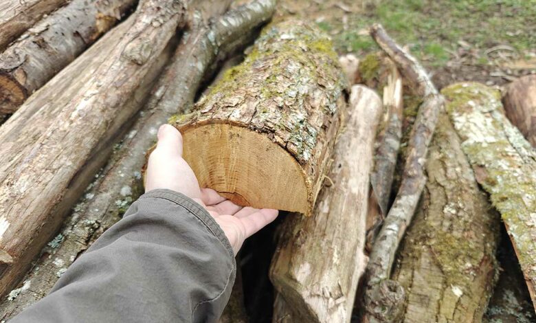 Une buche tenue dans une main.