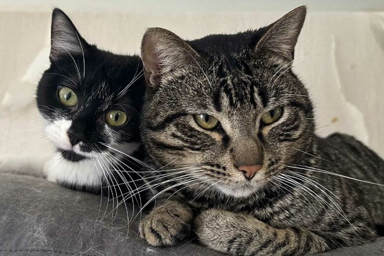 Deux chats sur un coussin.