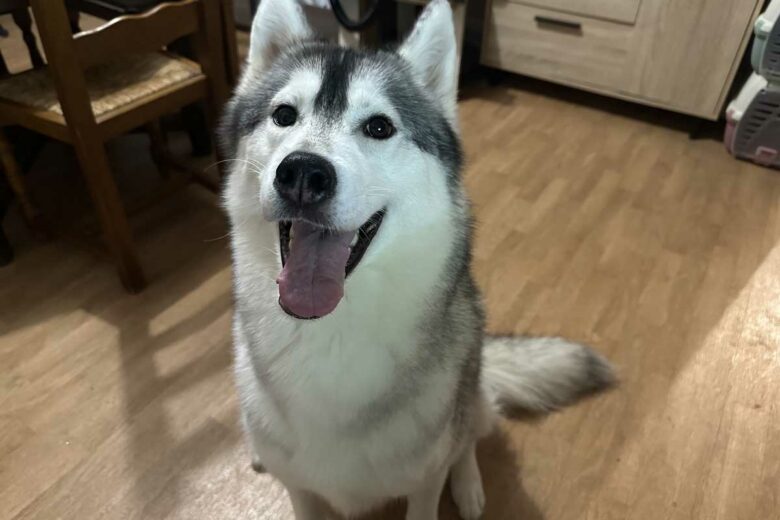 Un chien typé Husky.