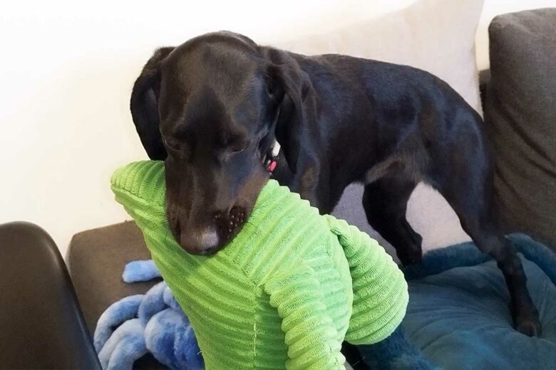 Kira qui s'amuse avec son jouet.