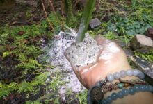 Une main dépose de la cendre dans le jardin.