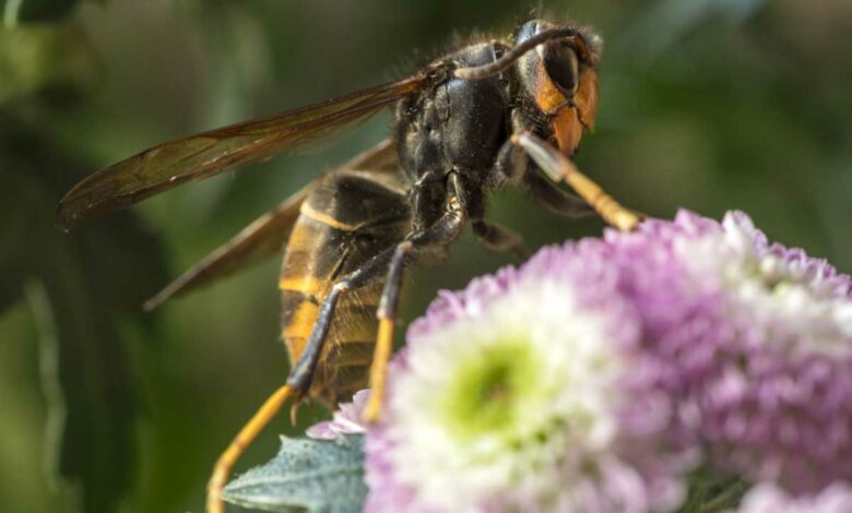 Un frelon asiatique sur une fleur.