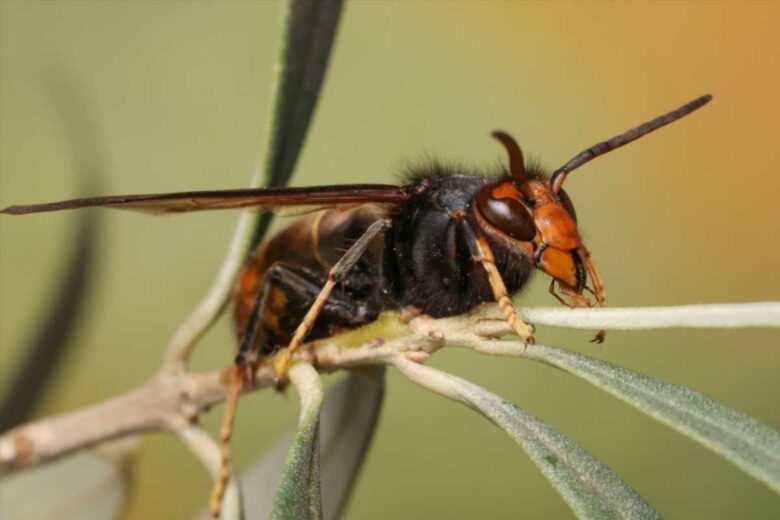 Un frelon asiatique sur une tige d'olivier.