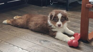 Le chien regarde l'objectif de la caméra.