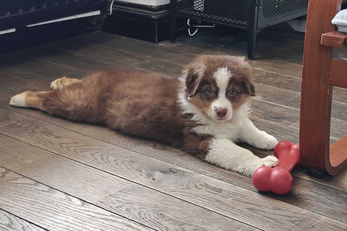 Le chien regarde l'objectif de la caméra.