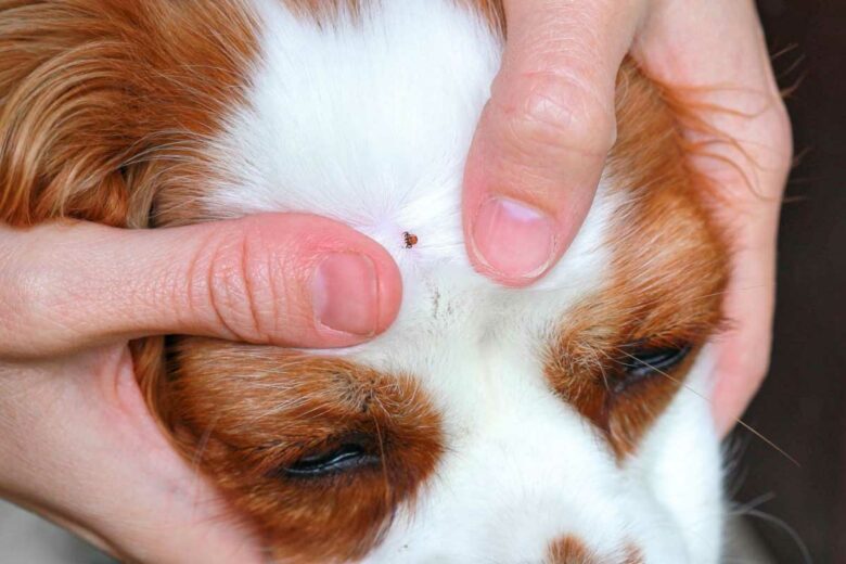 Une tique retrouvée sur un chien.