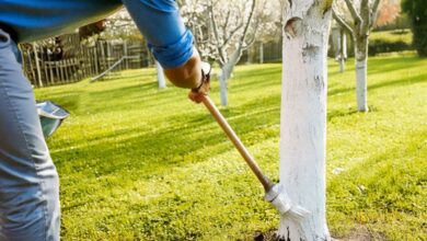 Un homme badigeonne un mélange de chaux arboricole sur un tronc.