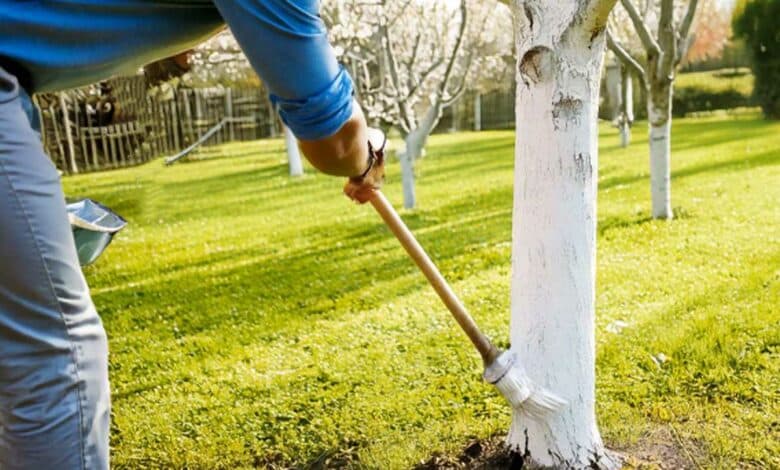 Un homme badigeonne un mélange de chaux arboricole sur un tronc.