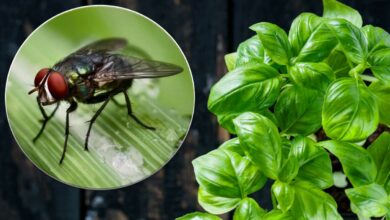 Du basilic qui agit comme un répulsif à mouche.