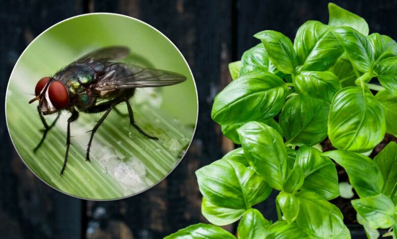 Du basilic qui agit comme un répulsif à mouche.