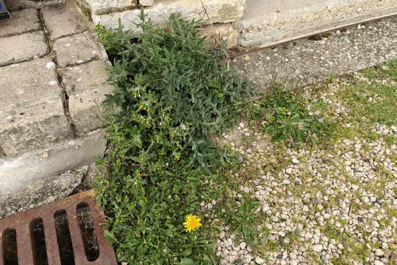 Des mauvaises herbes.