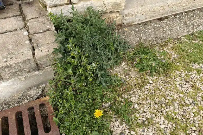 Des mauvaises herbes.