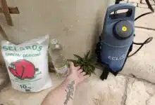 Des astuces naturelles pour dire adieu aux mauvaises herbes.