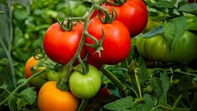 Une belle grappe de tomates.