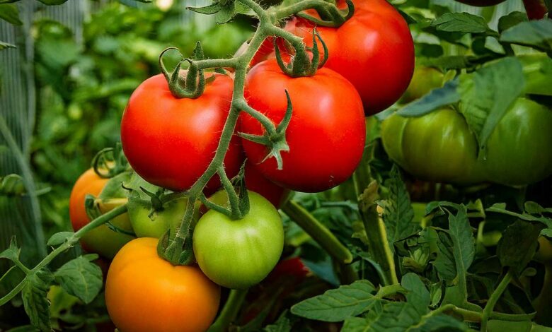 Une belle grappe de tomates.