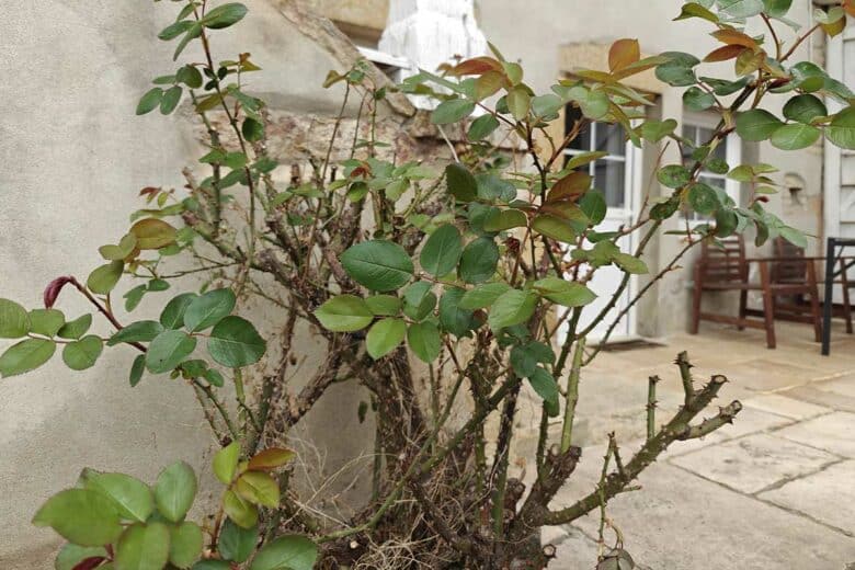 Je dois retirer les branches qui s’entrecroisent et tout bois abîmé.
