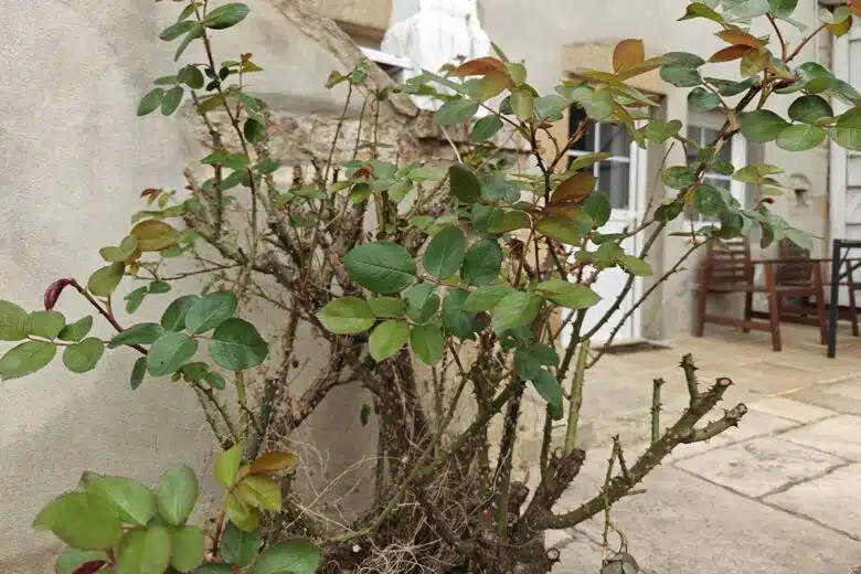 Je dois retirer les branches qui s’entrecroisent et tout bois abîmé.