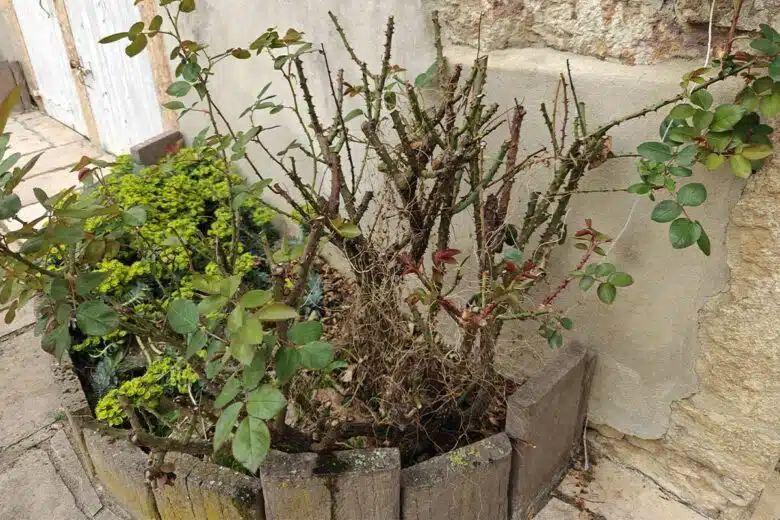 Je dois tailler les rosiers avant le mois d'avril.