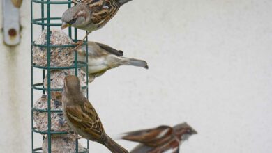 Des oiseaux se nourrissent sur une mangeoire.