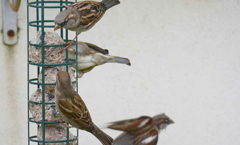 Des oiseaux se nourrissent sur une mangeoire.