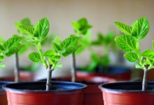 Boutures de paulownia en pot.