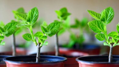 Boutures de paulownia en pot.