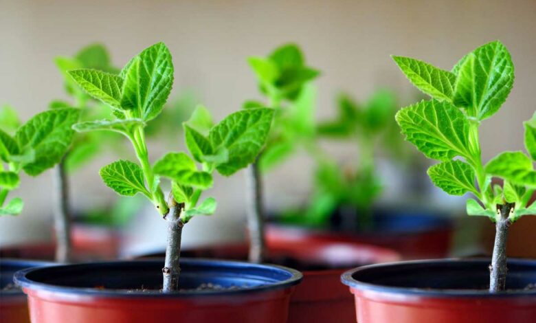 Boutures de paulownia en pot.