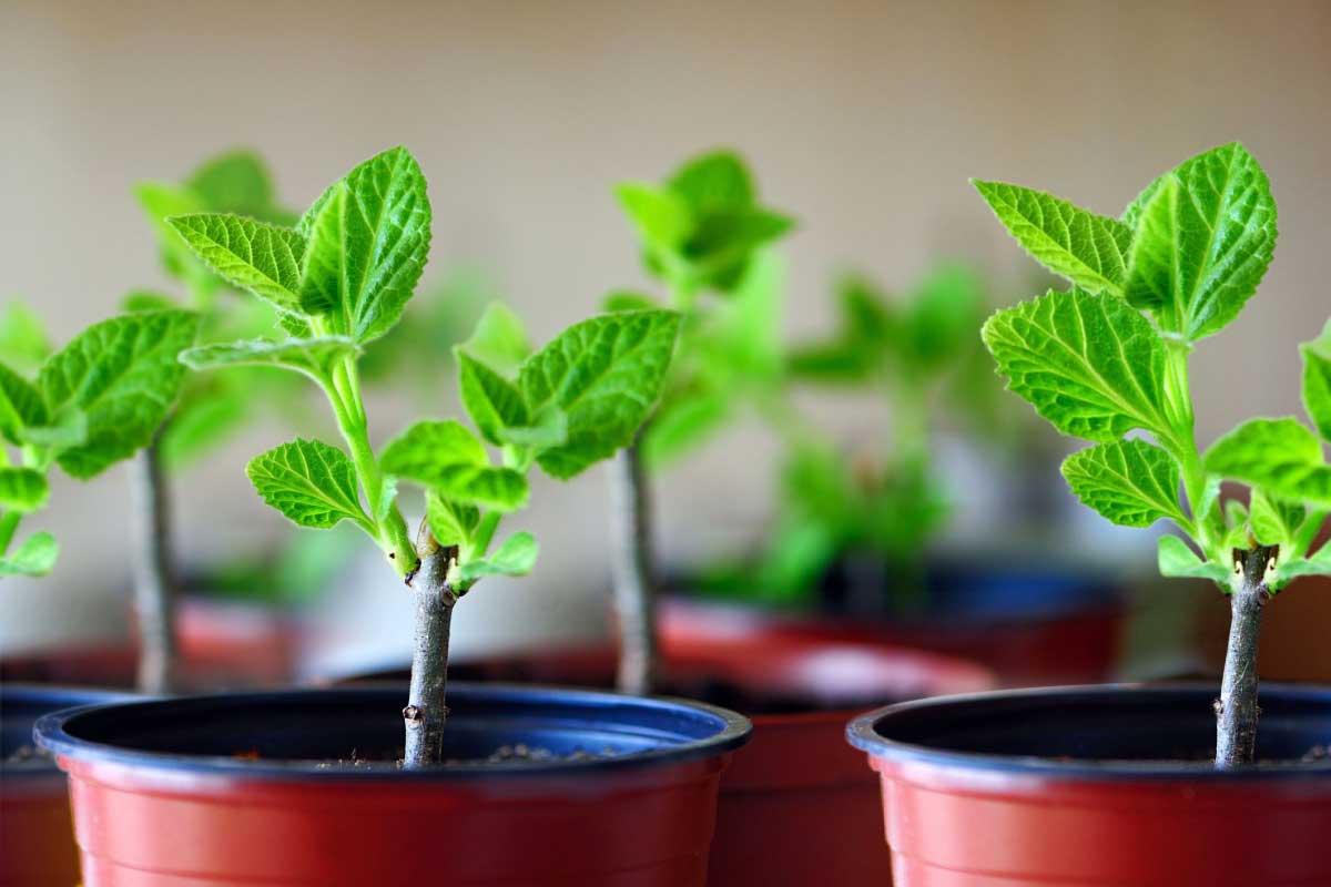 Boutures de paulownia en pot.