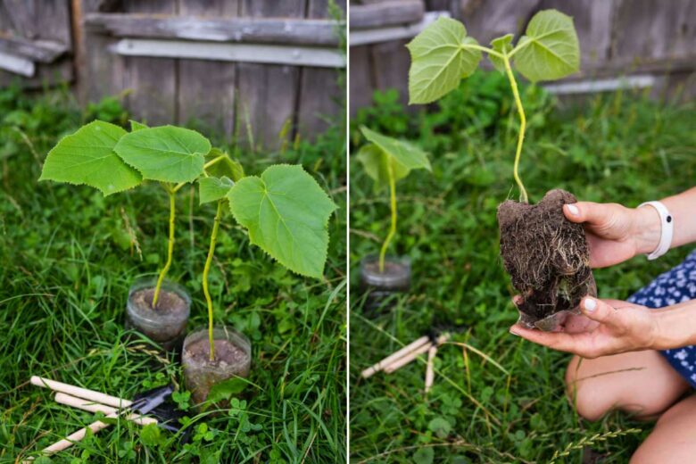 Le Paulownia est un arbre à forte croissance.