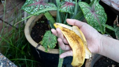 Une peau de banane va être mise dans le pot d'une plante.