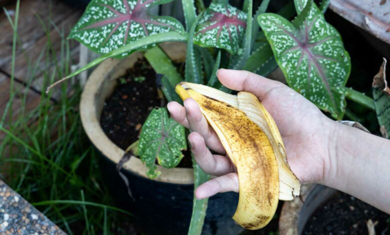Une peau de banane va être mise dans le pot d'une plante.