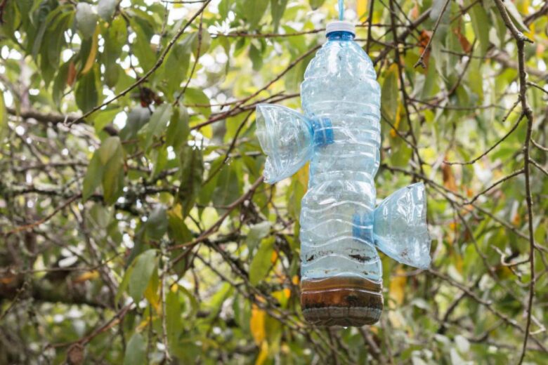 Un piège bouteille pour capturer des frelons asiatiques.