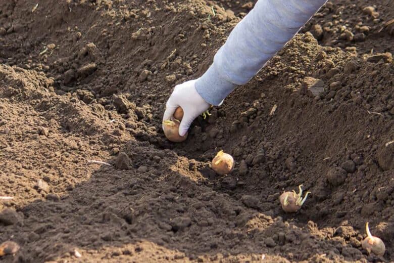 Une personne plante des pommes de terre.