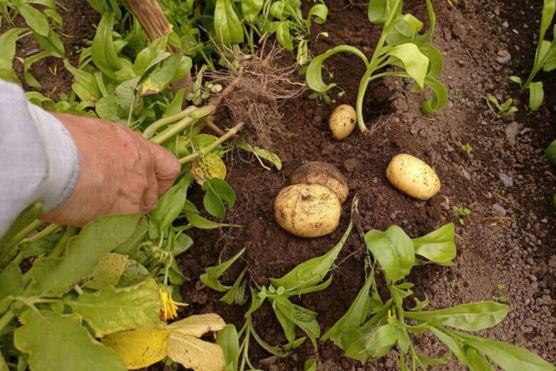Récolte de pomme de terre.