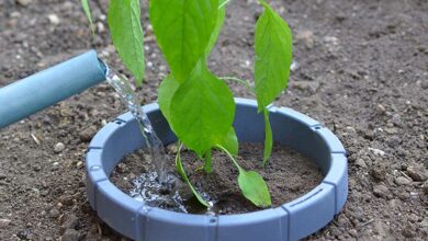 Arrosage d'une plante protégée par le système KeepH2O.