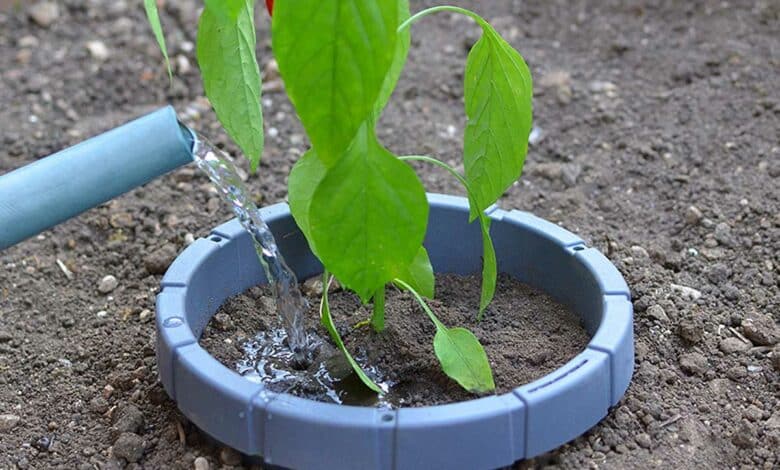 Arrosage d'une plante protégée par le système KeepH2O.