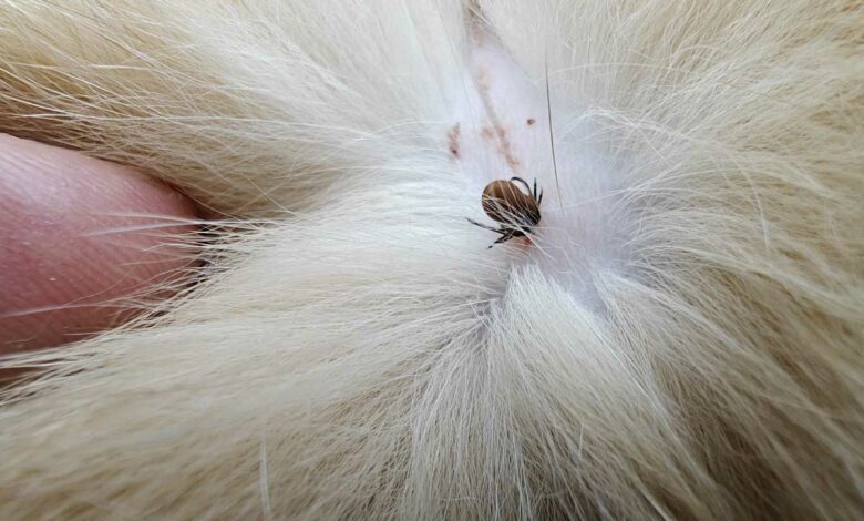 Une tique qui a mordu un chat.