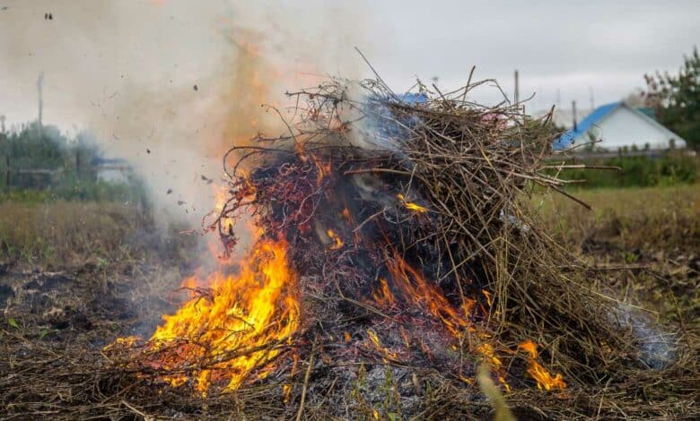 Des déchets verts brulés.
