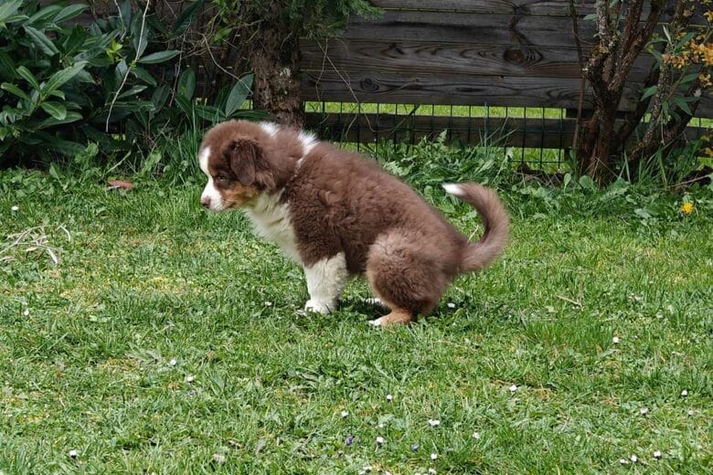 Il faut bien féliciter son chiot quand il fait ses besoins à l'extérieur.