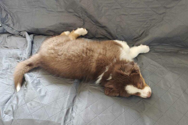 Il est pourtant interdit de dormir sur le canapé…