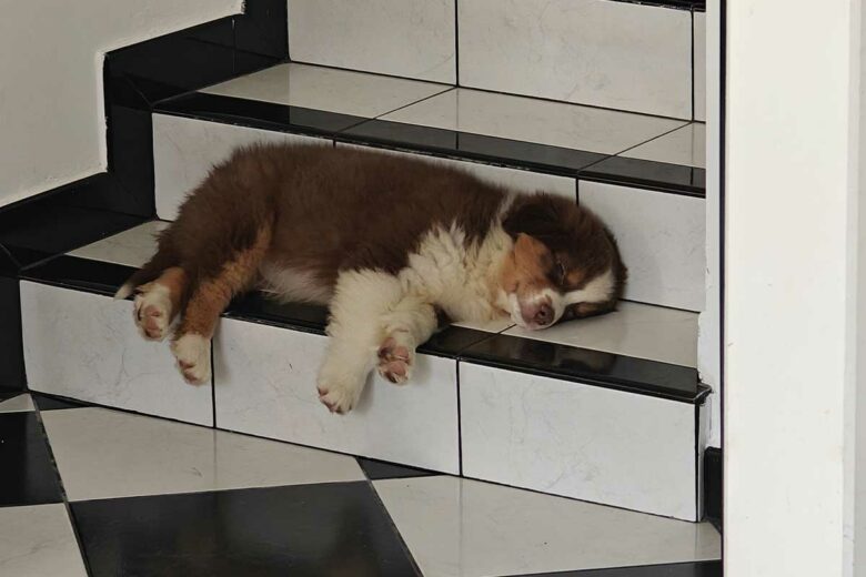 Plus le chien se dépense, moins il fait des bêtises.