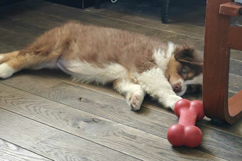 Une petite boule d'amour.