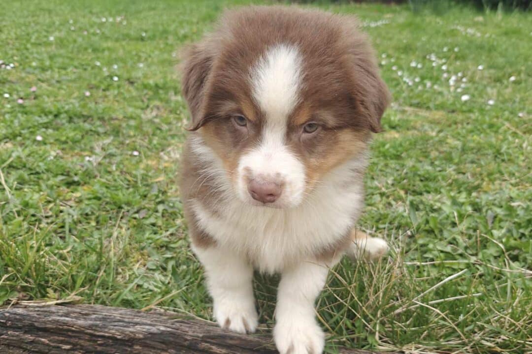 Athéna, un berger australien de trois mois.